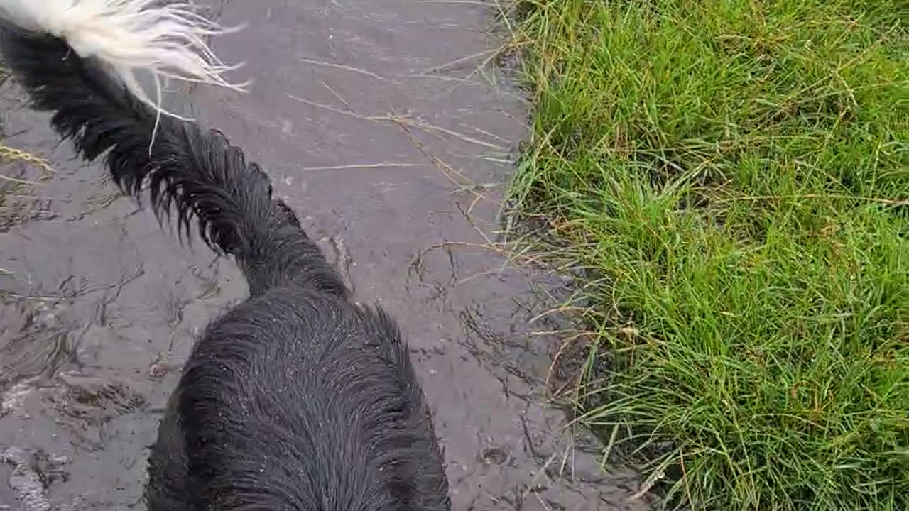 Mylo in the rain puddle