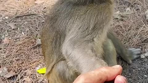 Ha ha, lovely little monkey.