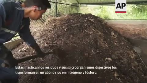 Usan escarabajos como fertilizantes en Colombia