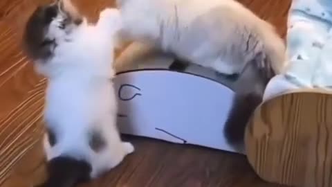 Cute cats fight ever