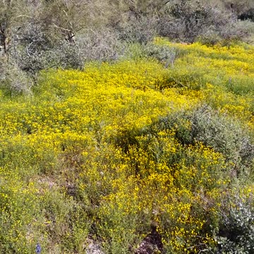 "Lost Gold Mine" trail in the Superstition Mountains.AZ 3/23/23