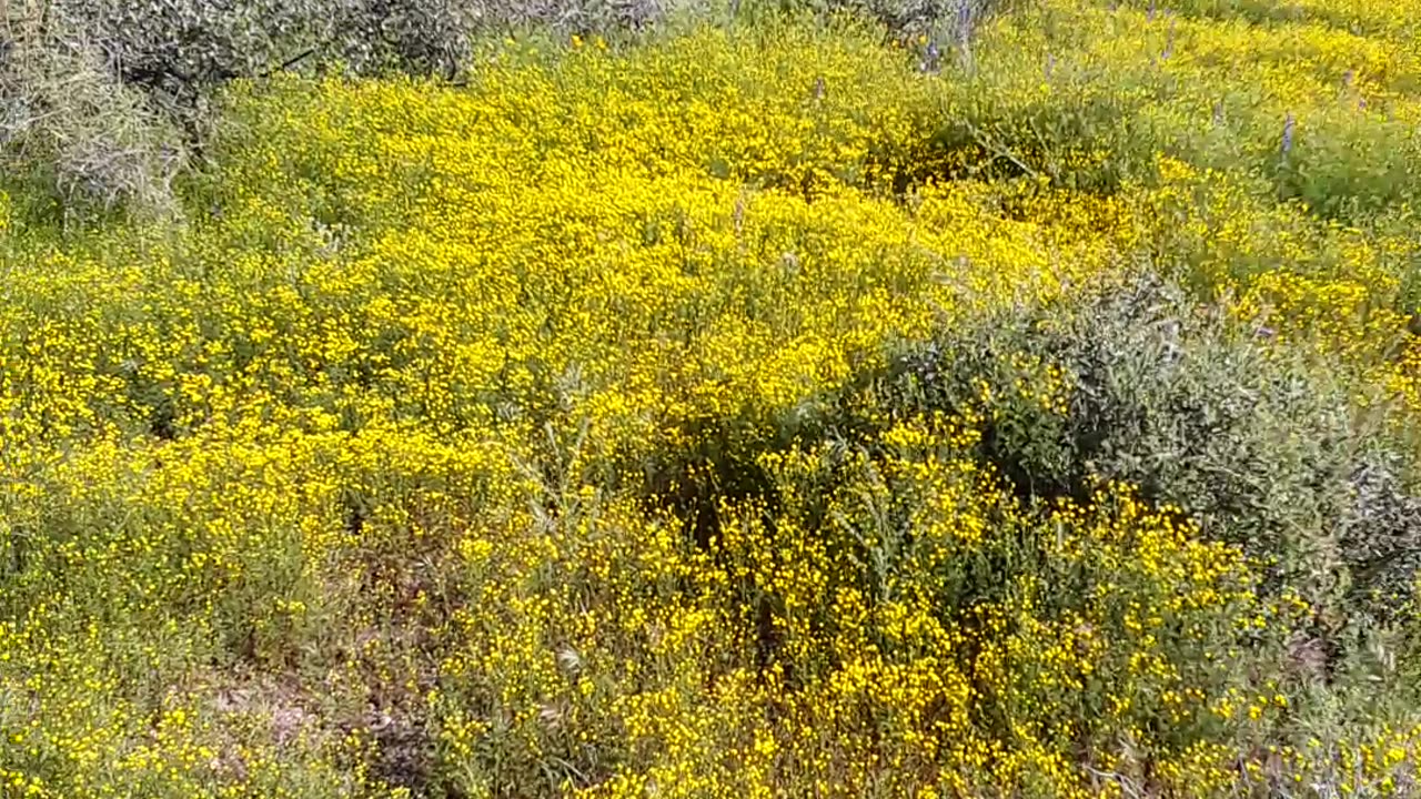 "Lost Gold Mine" trail in the Superstition Mountains.AZ 3/23/23