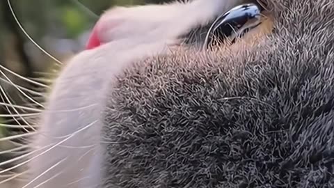 Adorable Kitten's Daily Adventures