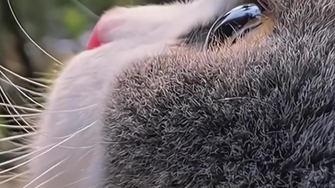 Adorable Kitten's Daily Adventures