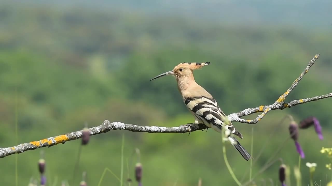 Wild life