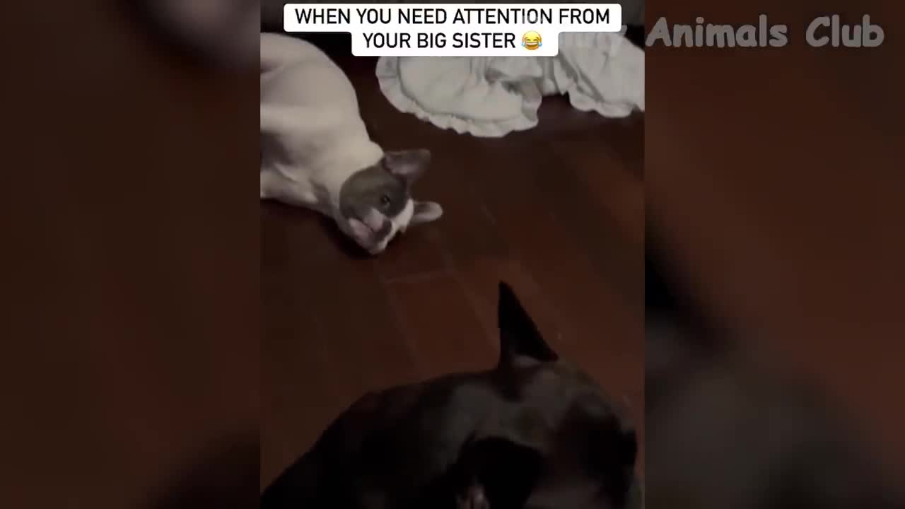Funny Animal Videos 2022 π - Funniest Cats And Dogs Videos πΊπ