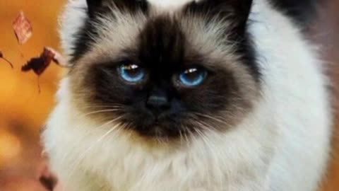 Cutest Cats in the world Top 10 Cutest Cat Breeds in the World #cats #cute #animallover #pet