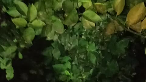 How to grow plant at home