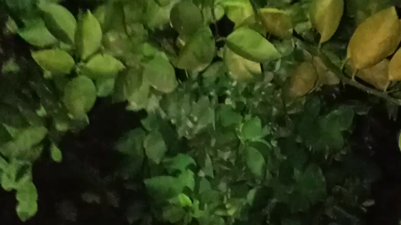How to grow plant at home
