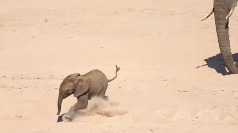 cute elephant