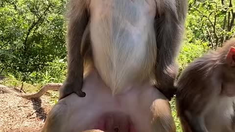 Cute Monkey China & Funny Love monkey| Animals Love