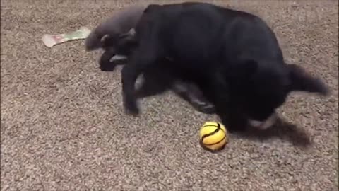 Animal can be real Jerk