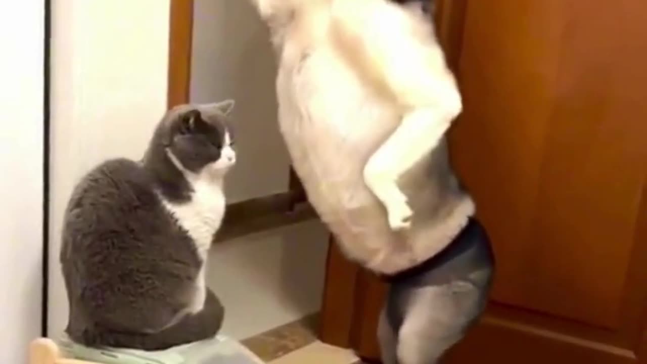 Funny dogs cat video you most watch ever😂