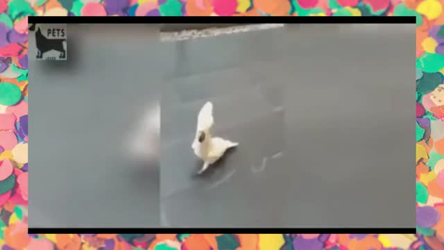 Funny Parrots Videos Compilation cute moment