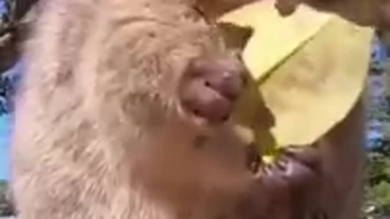 Bast Funny animals video