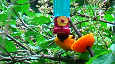 Oriole