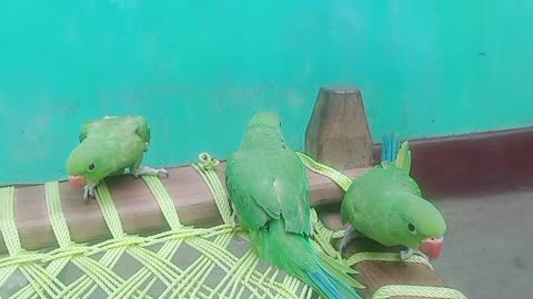 Parrot also is used in reference to any member of a larger bird group.