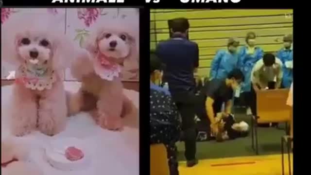 Instinto de supervivencia Animales vs. Seres Humanos...