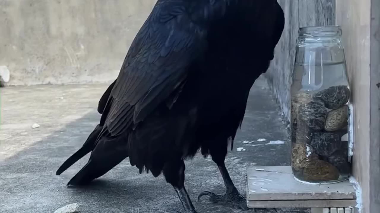 The Crow's Water Stone Story in Real Life