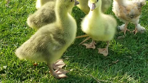 Gosling Cuteness