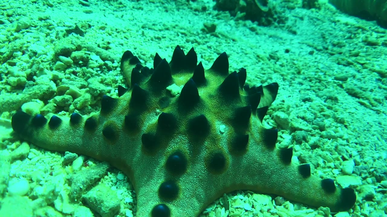 NO SOUND - Chocolate chip sea star Bohol Philippines