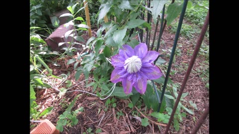 The Sky Is The Limit Purple Clematis June 2022