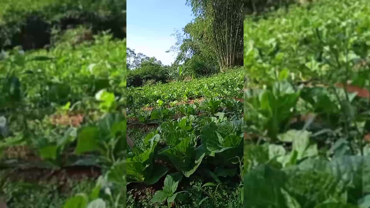 Berkunjung ke kampung