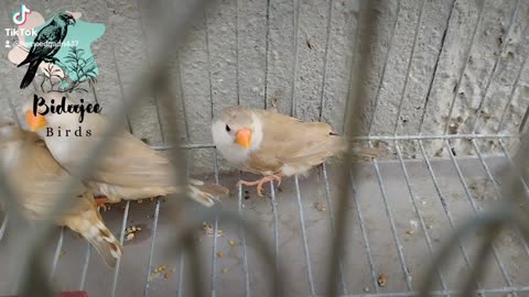 Orange 🍊 finch