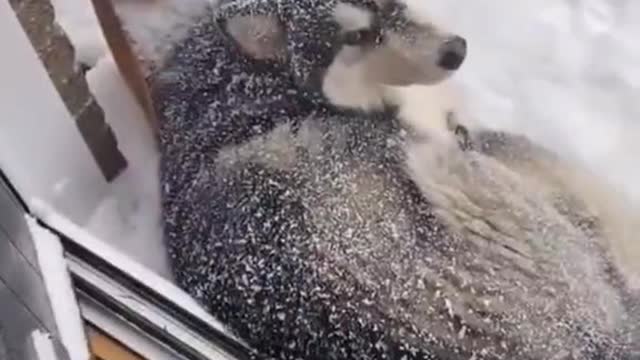 These two are really resistant to freezing