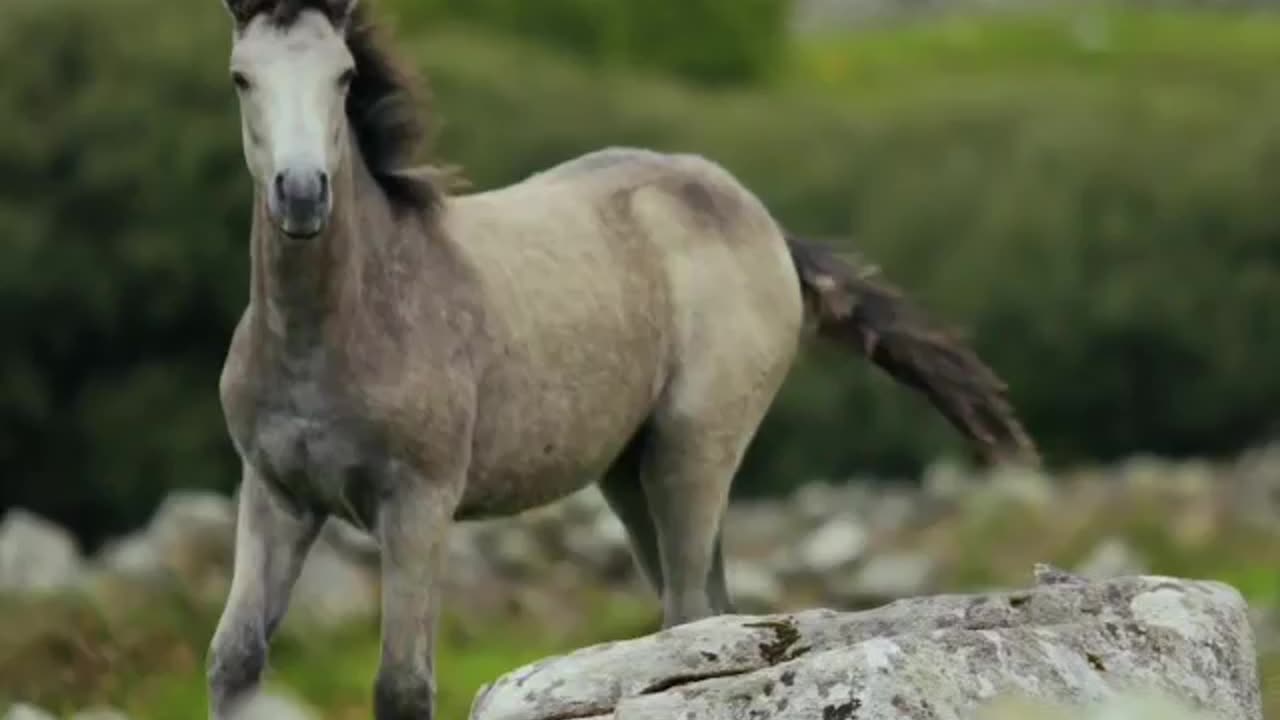 Horse interesting video