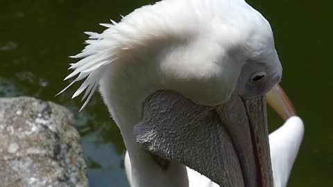 Beautiful cute birds video