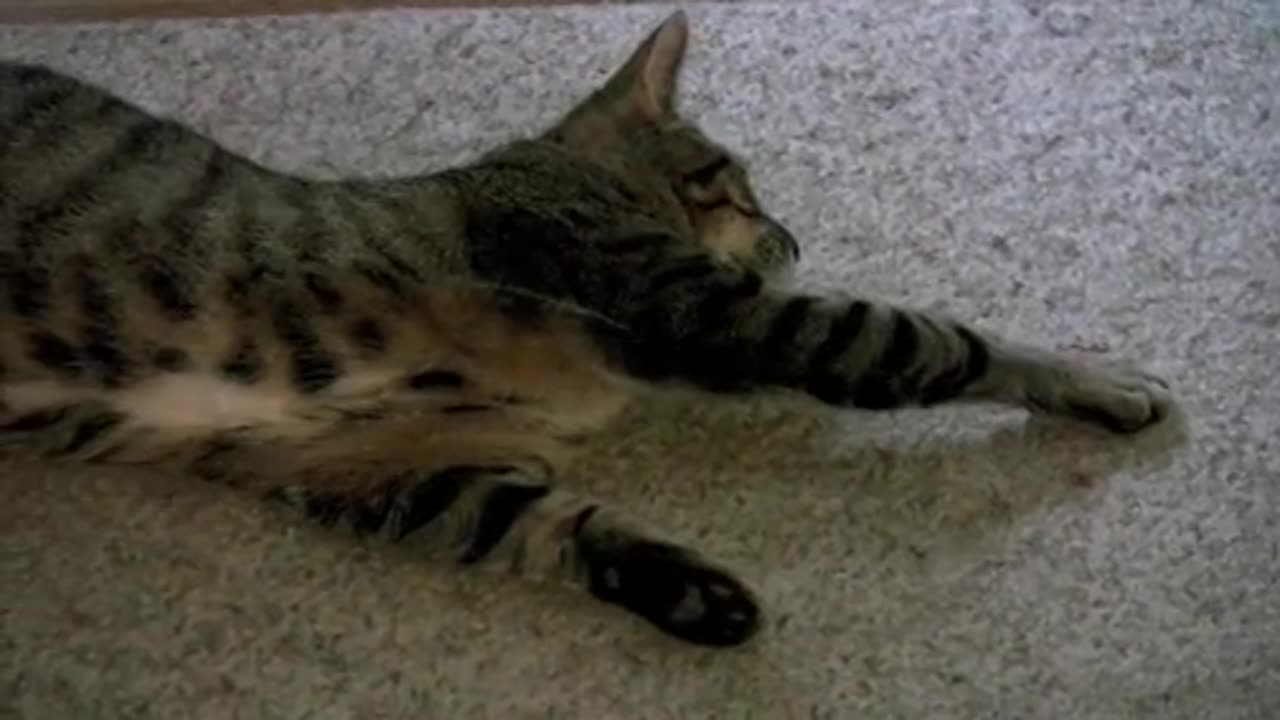 The kitten's playful antics are sure to put a smile on your face