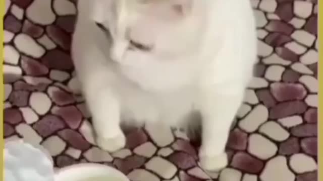 Funny cat video...😂😂