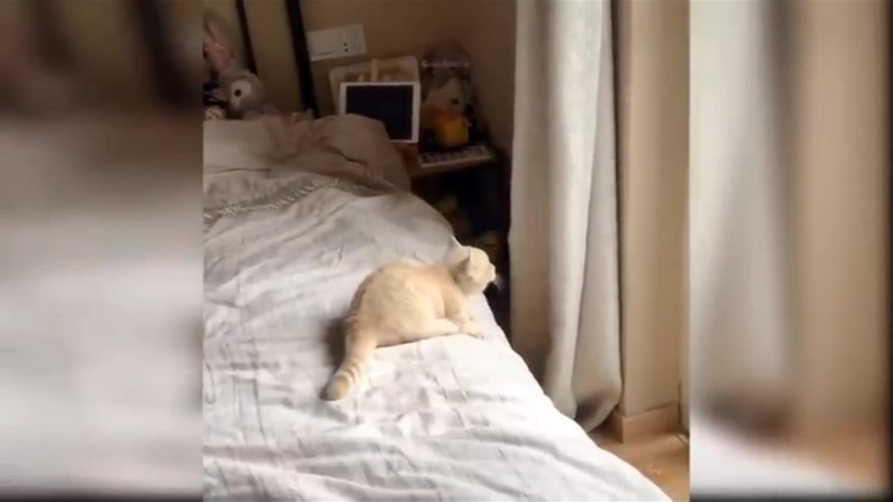 Cat funny moments