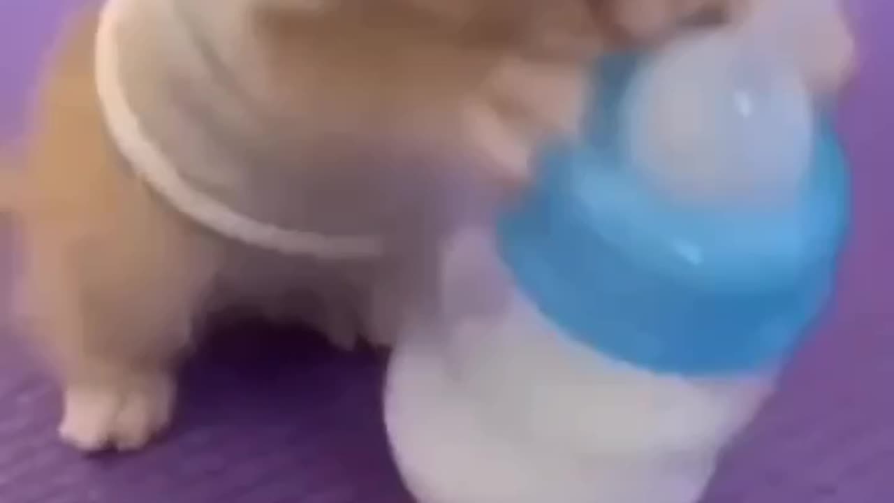 Baby cat feeding the milk