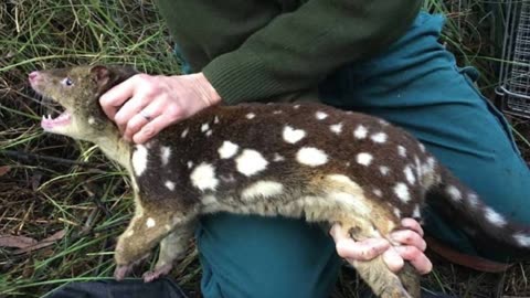 Tiger quoll caught in Australian farmer's trap