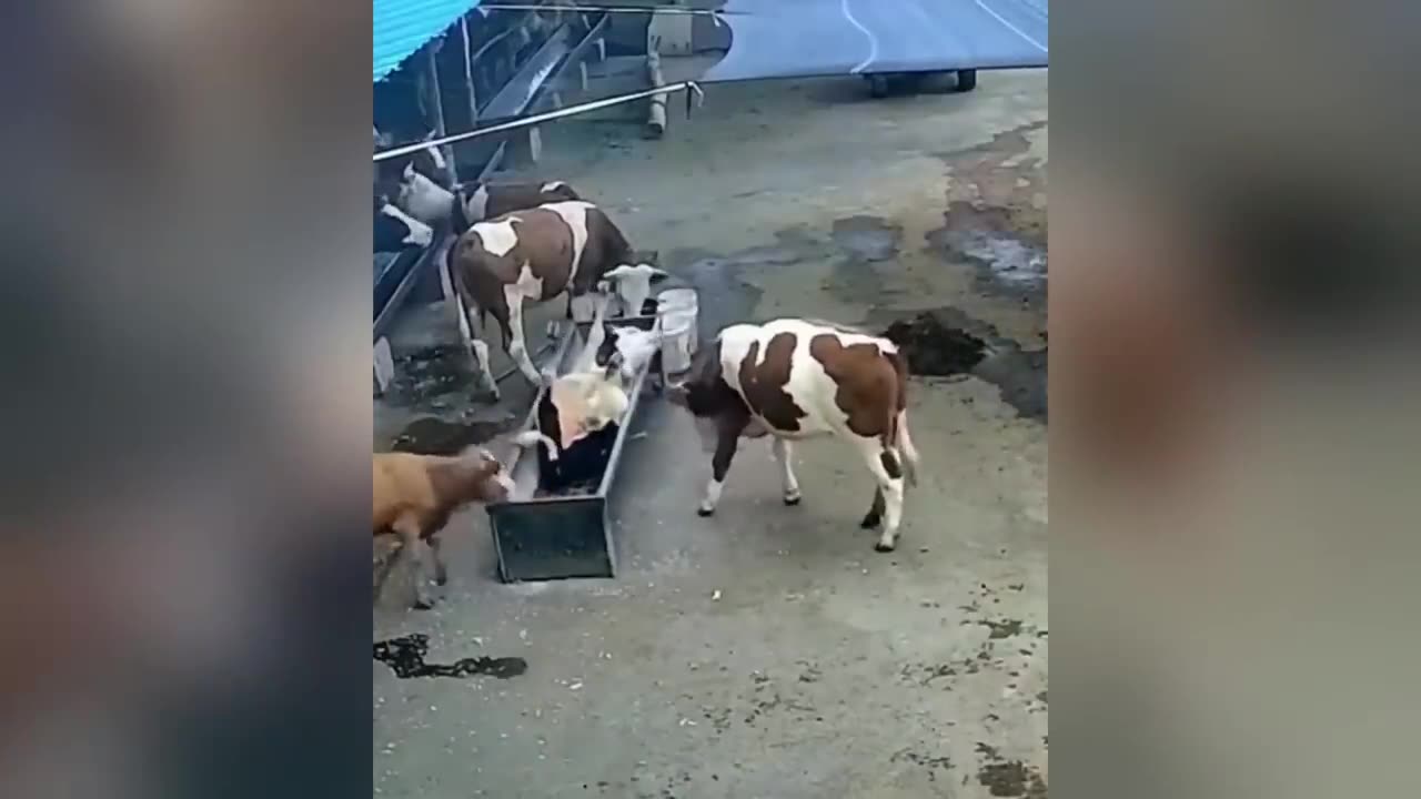 Funniest pets viral