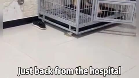 Funny dog cute
