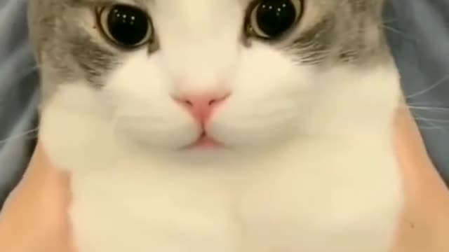 Cute cat