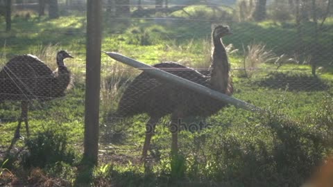 lemu Birds Fence Werribee Park City