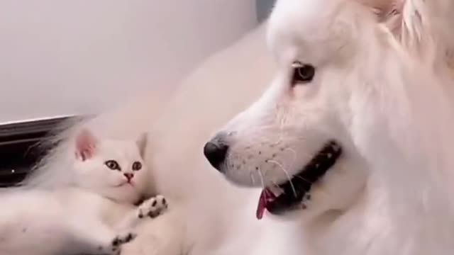 Dog play with his puppy funny moments