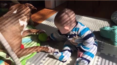 Most adorable and funny babies annoying dogs