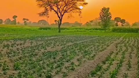Natural video farming reels beautiful video