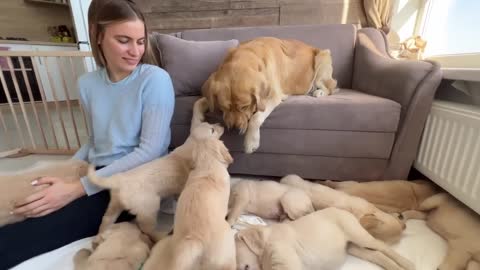 Inexperienced Dog Dad Learns To Parent His Puppies