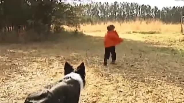 People's lives were saved by loyal dogs.