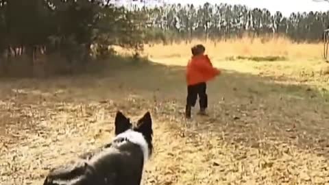 People's lives were saved by loyal dogs.