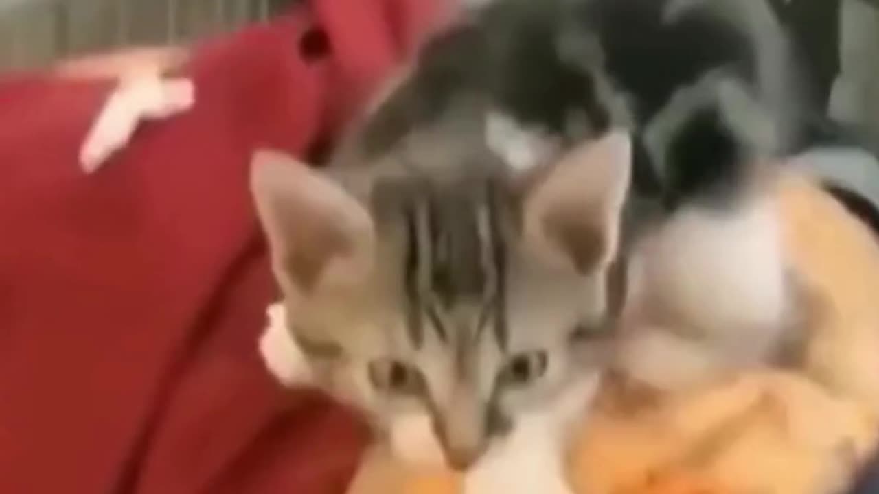 funny animals