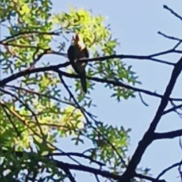 Two parrots in a tree