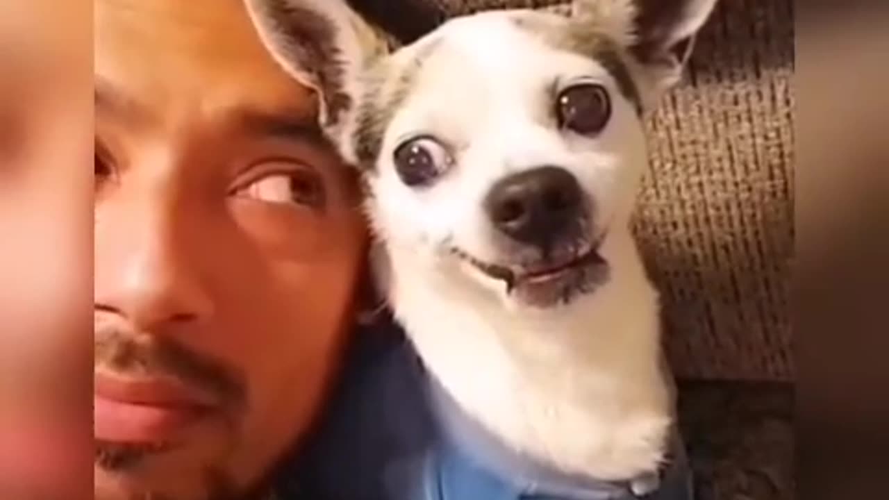 Funny animals