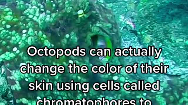 Octopods can actually change the color of their